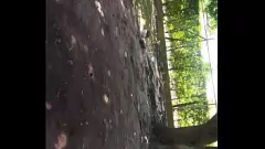 Putar Latina Stepisis memohon ayam di depan umum
